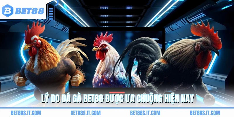 Lý do đá gà BET88 được ưa chuộng hiện nay